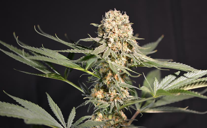 Wie man double cheese strain erfolgreich züchtet