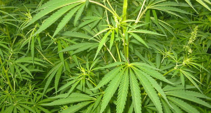 Marketingstrategien für Cannabis Samen