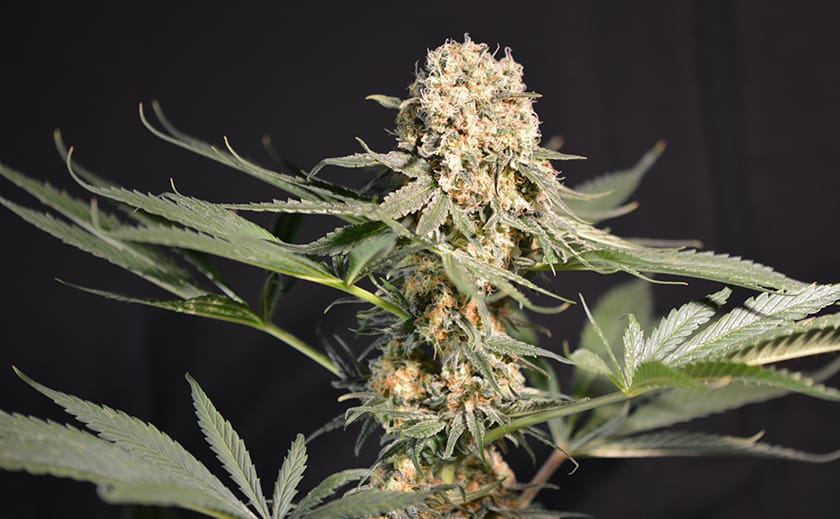 Wie man double cheese strain erfolgreich züchtet