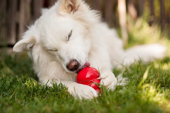 Intelligentes Hundezubehör: Gadgets, die Ihnen das Leben erleichtern