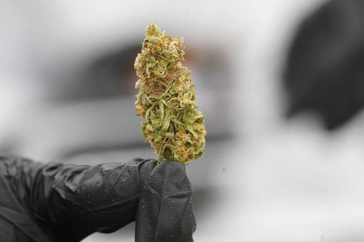 Ob Indoor oder Outdoor – Cannabis Samen bestellen für jeden Bedarf
