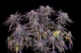 Banana Purple Punch Auto: Genieße den überwältigenden Geschmack von reifer Banane und das tiefe, beruhigende High!