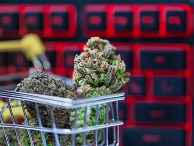 Ob Indoor oder Outdoor – Cannabis Samen bestellen für jeden Bedarf