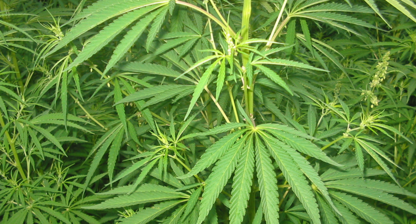 Marketingstrategien für Cannabis Samen