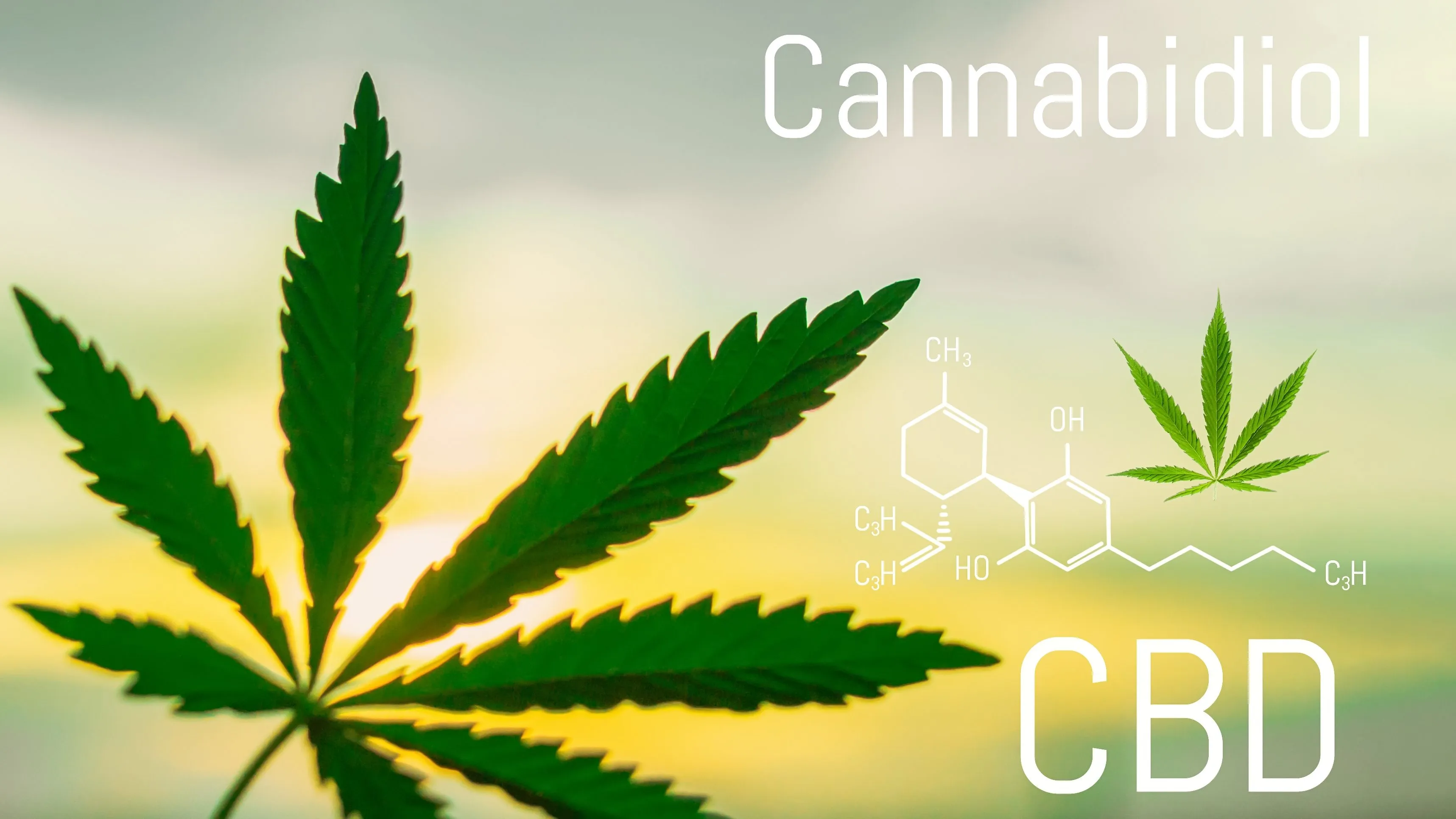 Das therapeutische Potenzial von CBD-Öl nutzen: Ein natürlicher Ansatz für chronische Erkrankungen